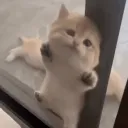 brucie