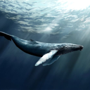 Whale | Shapes, Inc