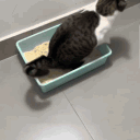 cat.leon