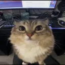 bananacatcool avatar