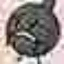 chickytr.