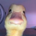 duckydagoat9