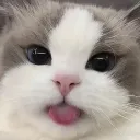 cutiebellie_ avatar