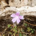 drako1995zub1oru avatar