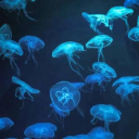 avatar 𝖒𝖆𝖗ᴢ🪐ꙮ