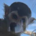 shazamxx