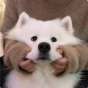 1samoyed