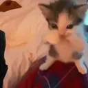 flysalee