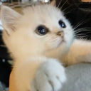 avatar 𝐫𝐚𝐲𝐲