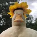 a discord avatar