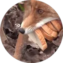 vulpy_vulpes