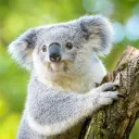 koalabojufkara