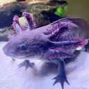 avatar MarrowTheWize