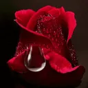 rosethesecond