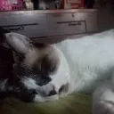 justinmateo0152 avatar