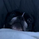 googolplexgorilla