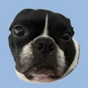googolplexgorilla