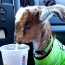 Community Member Avatar