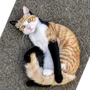 galaxykiwi