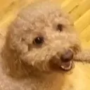 nykutoast