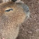 capybaraa0768 avatar
