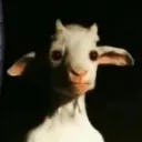 onlaringoruntulermandalina