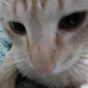 gustavoskills avatar