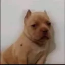 dr.canelas_48184 avatar