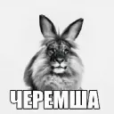 Аватар demands36_42711