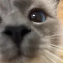suki_0_0
