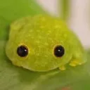 frogglesmock