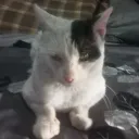 davcat0509 avatar