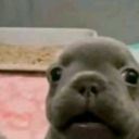 avatar comer merdadeuS