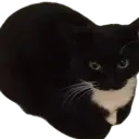 maxwellspin