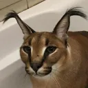 floppa_from_poland avatar