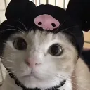 kitty321313