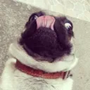 Аватар mopsik0570