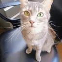 the_sr_of_the_nigth avatar