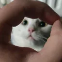 sneezey