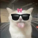 dingus_is_silly