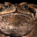 zealous_wolf_09118#0