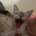 avatar miu