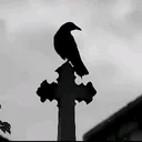 .xxxam