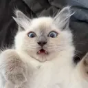 imjustacatbro.