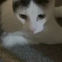 bob_rtc