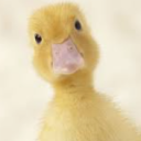 quack