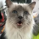 aidaninrblxisme avatar