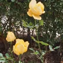 rocalada_49862 avatar