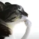 finn_67384