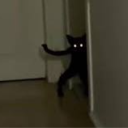 darkpelt